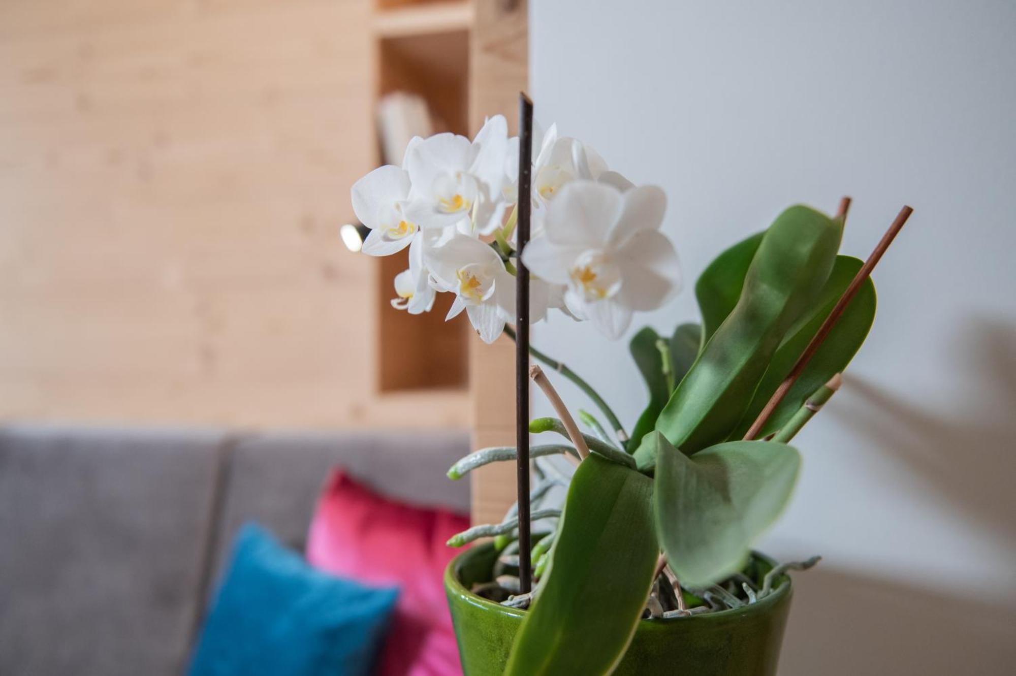 Apartments Corcela 산 비질리오 디 마레베 외부 사진